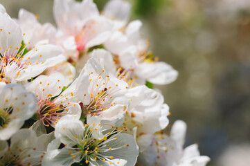 White cherry blossoms close-up. Spring flowering in the garden.