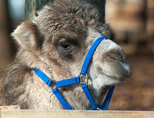 Cub Camel.(lat. Camelus)