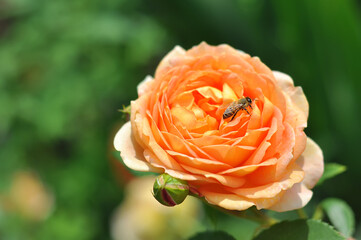 A bright orange rose bud with a bee on the petals. Rose by David Austin Lady of Shalott