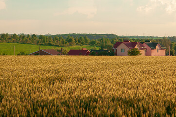 Fototapeta premium A wheat field in August, ripe grains in the rays of the evening sun. Farmer's house near the field, rural landscape. Ukrainian landscape.