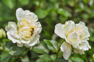 Two white garden rose flowers with a bee on the petals. The summer garden is in full bloom