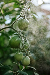 Bunch of green fresh unripe tomatoes on a vine with water mist on background in sunny day in greenhouse. Summer gardening. Healthy vegetarian food