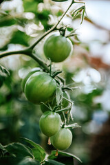 Bunch of green unripe fresh tomatoes on a vine in sunny day in greenhouse. Summer gardening. Healthy vegetarian food