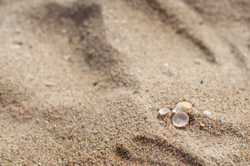 Several small sea shells on sand, close up