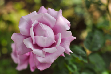 Blooming Blue Moon rose bud with defocused background. A lush garden flower of lilac color