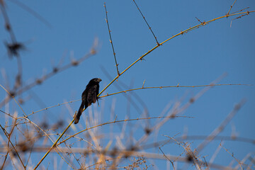 smooth-billed ani