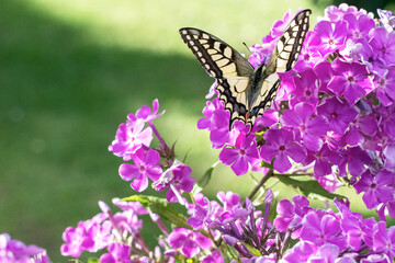Fototapeta na wymiar Old world Swallowtail butterfly (Papilion machaon ) feeding on blooming purple phlox outdoors in sunny day in summertime, butterfly close up on beautiful floral background