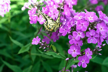 Old world Swallowtail butterfly (Papilion machaon ) feeding on blooming purple phlox outdoors in sunny day in summertime, butterfly close up on beautiful floral background