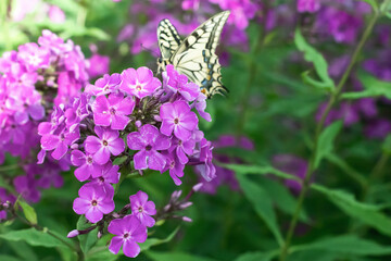 Flowers Phlox subulata  in summer time close up with butterfly on it, blooming purple phlox  outdoors, flowering plant of the family Polemoniaceae phlox in garden