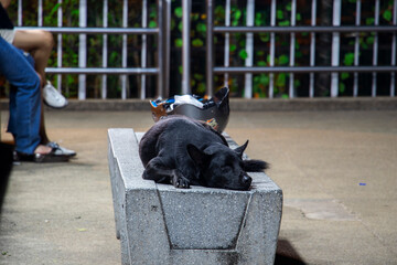  dog is sleeping on a bench