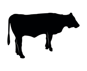 Vector cow silhouette isolated on white background