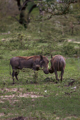 Fototapeta premium Beautiful Animals of Africa