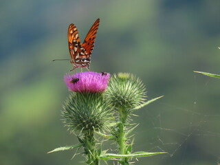 butterfly on thistle