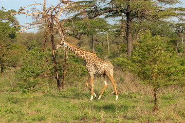 Beautiful Animals of Africa