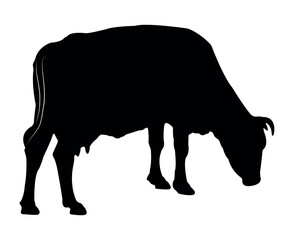 Vector cow silhouette isolated on white background