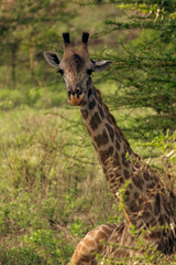 Beautiful Animals of Africa
