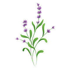 Obraz premium lavender flower plant