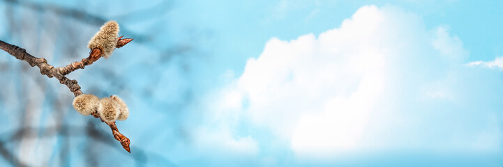 Obraz na płótnie Canvas Willow branch close-up against a blue sky with a cloud.