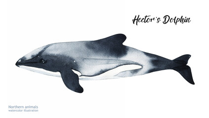 Watercolor Hector's Dolphin.  Hand painting postcard with Hector's Dolphin isolated white background. Ocean animals	
