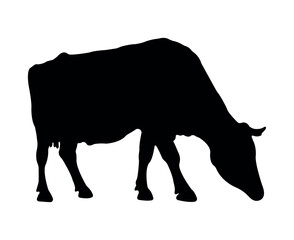 Vector cow silhouette isolated on white background