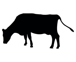 Vector cow silhouette isolated on white background