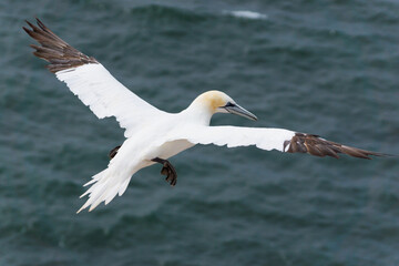 Wild northern gannet in flight over the ocean