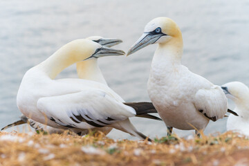 Obraz premium Close-up of wild northern gannets on the cliff of Helgoland | Morus bassanus