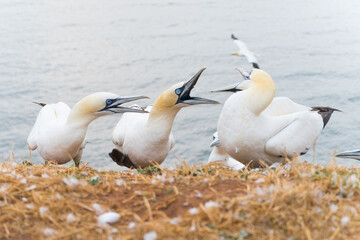 Wild northern gannets at the cliff of Helgoland