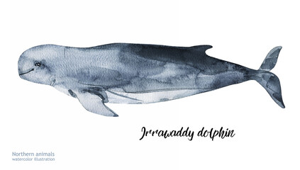 Watercolor Irrawaddy dolphin.  Hand painting postcard with Irrawaddy dolphin isolated white background. Ocean animals	