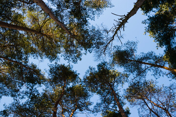 Crowns of tall pines against the background of the blue sky, view from below