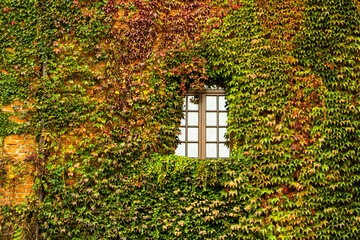 The window of the house is overgrown with ivy. Green, red and yellow leaf. Facade of the building...
