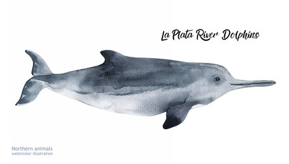 Watercolor La Plata River Dolphin.  Hand painting postcard with dolphin isolated white background. Ocean animals. © Kat_branch_art