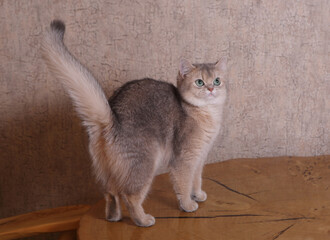 Scottish Straight (Scottish Straight Cat)