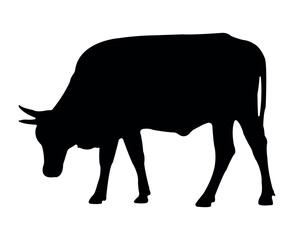 Vector cow silhouette isolated on white background