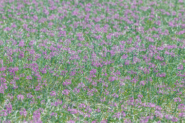 畑の一面に咲くラッキョウの花 鳥取県 鳥取砂丘