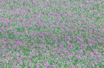 畑の一面に咲くラッキョウの花 鳥取県 鳥取砂丘