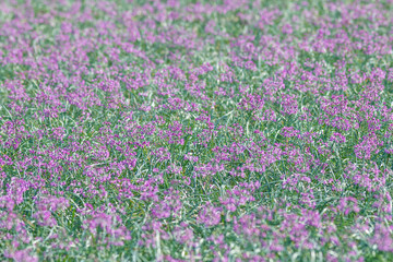 畑の一面に咲くラッキョウの花 鳥取県 鳥取砂丘