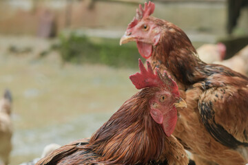 two chickens working together or mutualism to find each other's fleas