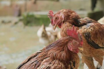 two chickens working together or mutualism to find each other's fleas