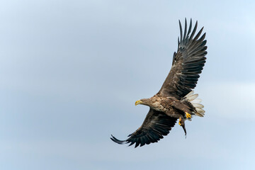 white tailed eagle (Haliaeetus albicilla) taking a fish out of the water of the oder delta in Poland, europe. Polish Eagle. National Bird Poland.                                                   
