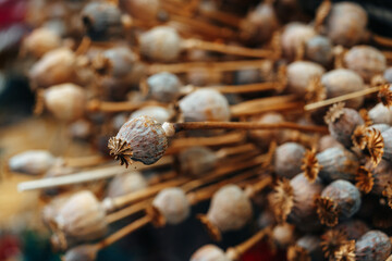 Close up of dried flower plant bunch.