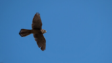 eagle in flight