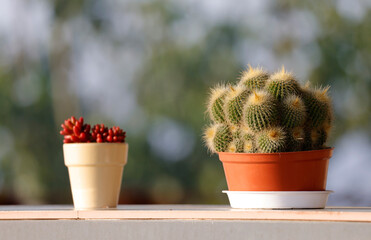 Cactus plant in ceramic pot