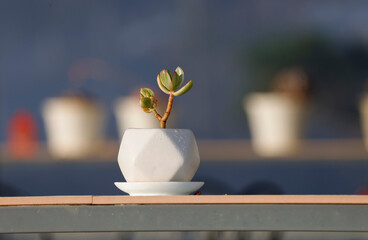 Household aromatic and plants succulents in pot on the window. Succulents in a white mini pots home decorative ideas.