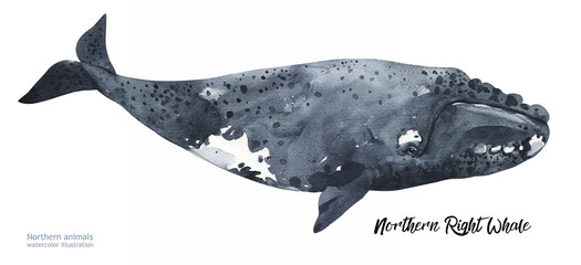 Watercolor cute Northern Right Whale. Hand painting postcard with Northern Right Whale isolated white background. Ocean animals.