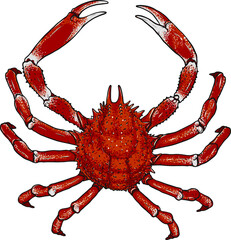 Crab png by hand drawing.crab silhouette on white background.