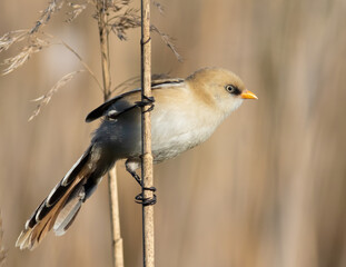 Bearded reedling, Panurus biarmicus. A young male sits on a reed stalk on the river bank