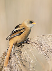 Bearded reedling, Panurus biarmicus. A young male sits on top of a reed