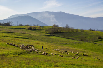 Fototapeta premium Troupeau de moutons en hiver
