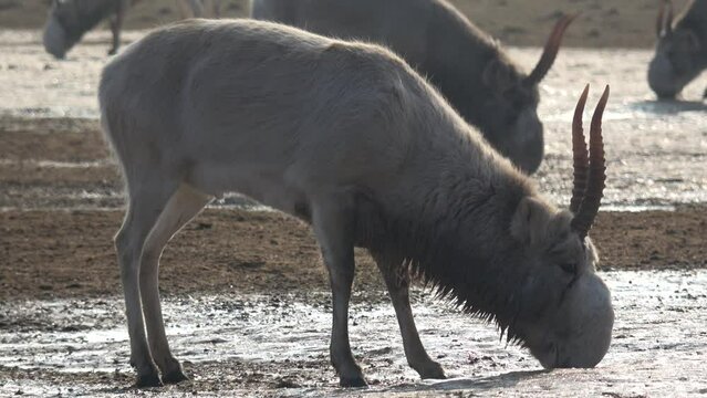 Kalmykia. Reserve "Black Lands". Saiga males on the salt marsh.